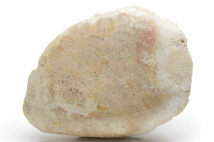 Polished Fossil Coral Head - Indonesia #210933